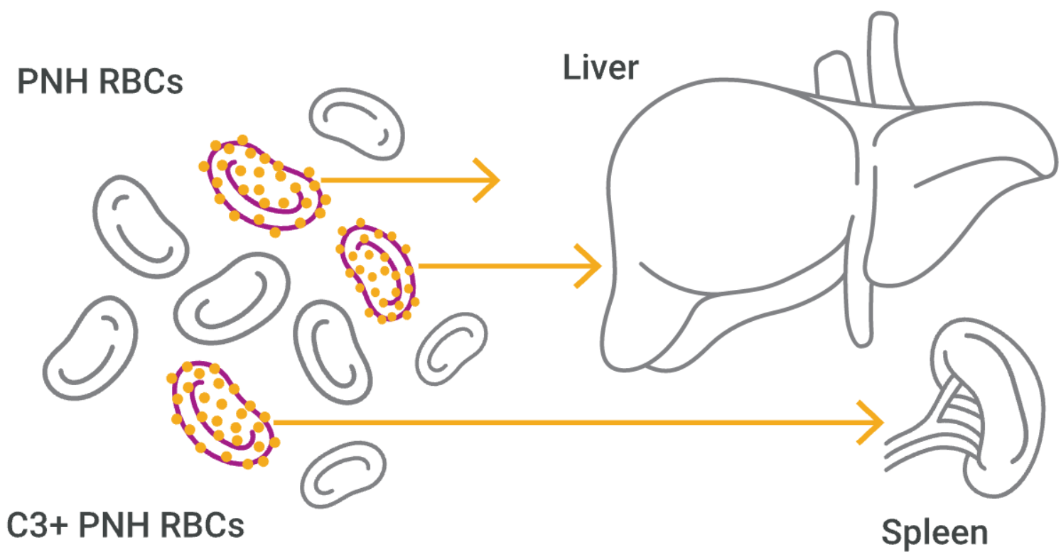 Liver Diagram